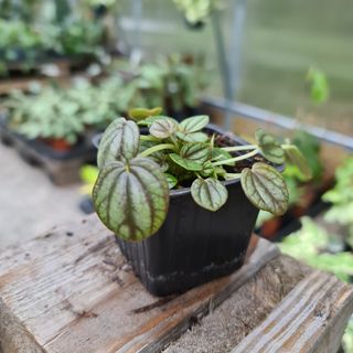 Peperomia 'Piccolo Banda' egenodlad