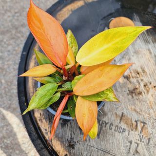 Philodendron 'Prince Of Orange' nr 1