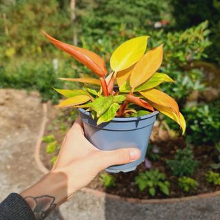 Philodendron 'Prince Of Orange' nr 1