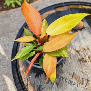 Philodendron 'Prince Of Orange' nr 1