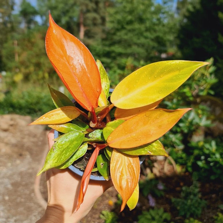 Philodendron 'Prince Of Orange' 12 cm nr 1
