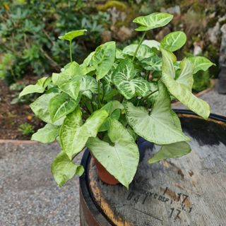 Syngonium 'White Butterfly' nr.2