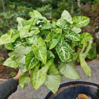 Syngonium 'White Butterfly' nr.2