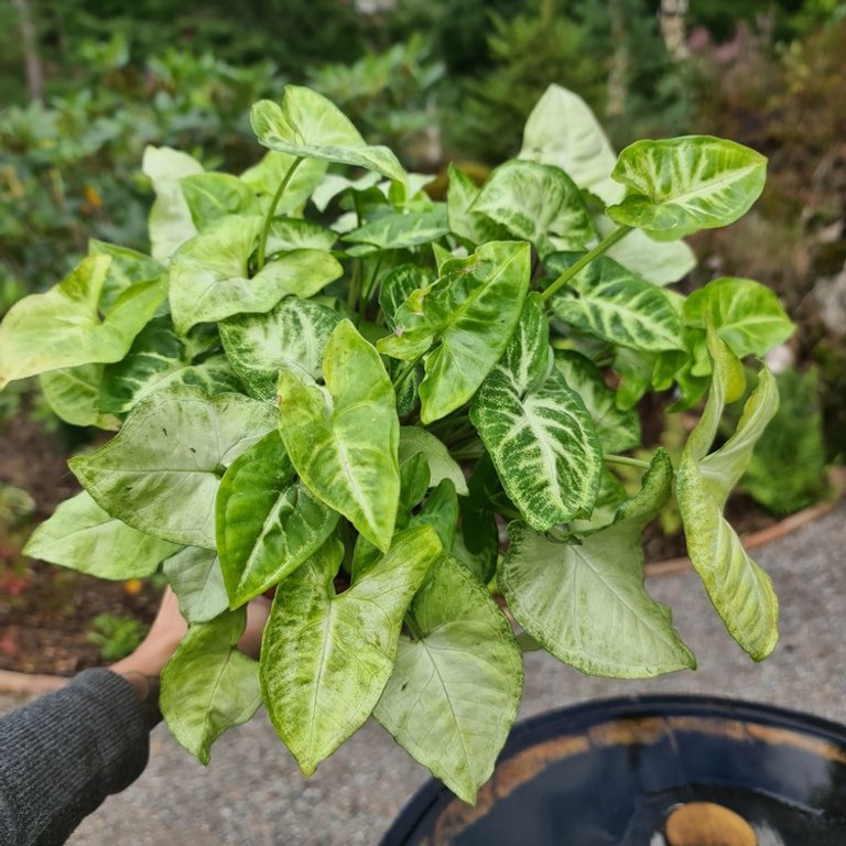 Syngonium 'White Butterfly' nr.2