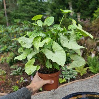 Syngonium 'White Butterfly' nr.2