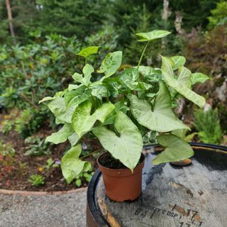 Syngonium 'White Butterfly' nr.2
