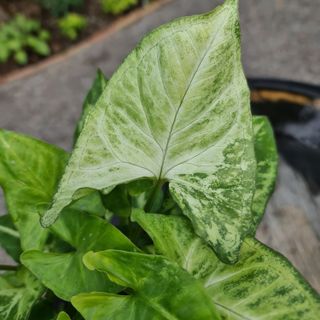 Syngonium 'Arrow' nr.2