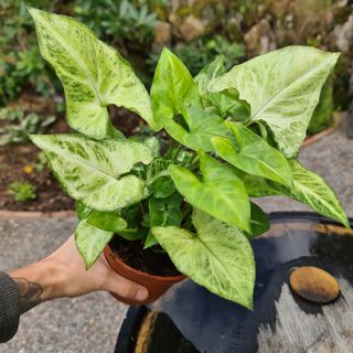 Syngonium 'Arrow' nr.2