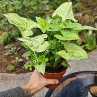 Syngonium 'Arrow' nr.2