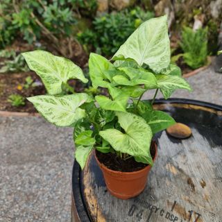 Syngonium 'Arrow' nr.2