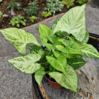 Syngonium 'Arrow' nr.2