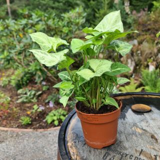 Syngonium 'Arrow' nr.2