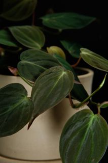 Philodendron micans 12 cm