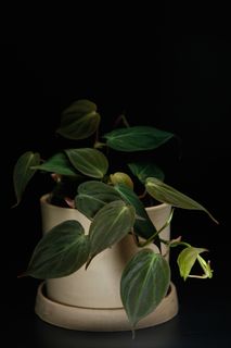 Philodendron micans 12 cm