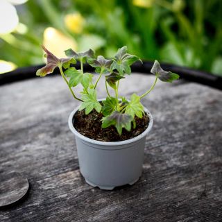 Pelargonium 'Asarnas Oden' 8 cm