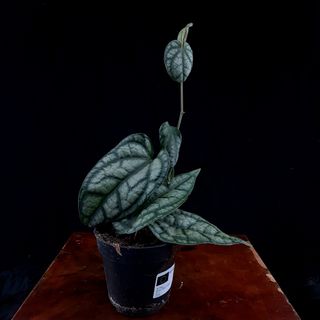 Piper sylvaticum 12 cm