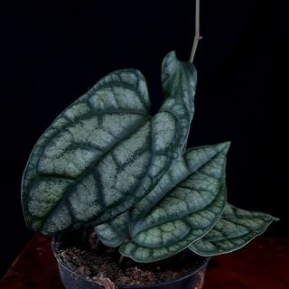 Piper sylvaticum 12 cm