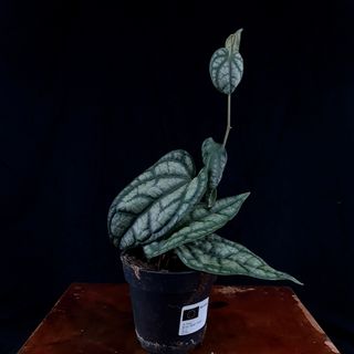 Piper sylvaticum 12 cm