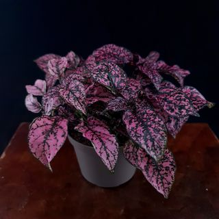 Hypoestes 'Carmina'