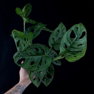 Monstera 'Monkey Mask' 12 cm