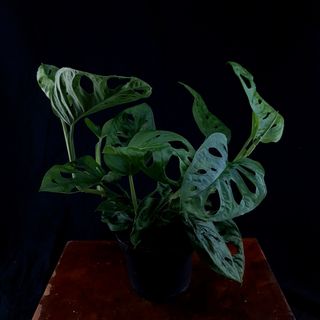 Monstera 'Monkey Mask' 12 cm