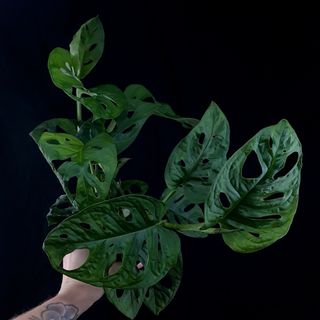 Monstera 'Monkey Mask' 12 cm