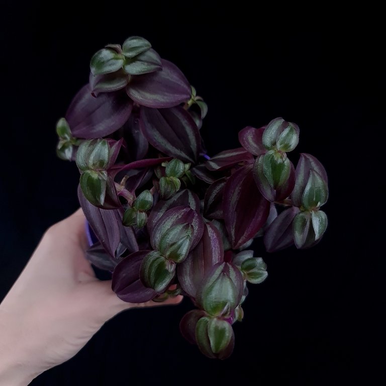 Tradescantia purpurea 8 cm