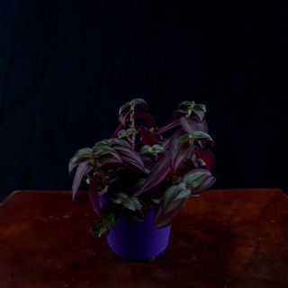 Tradescantia purpurea
