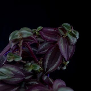Tradescantia purpurea