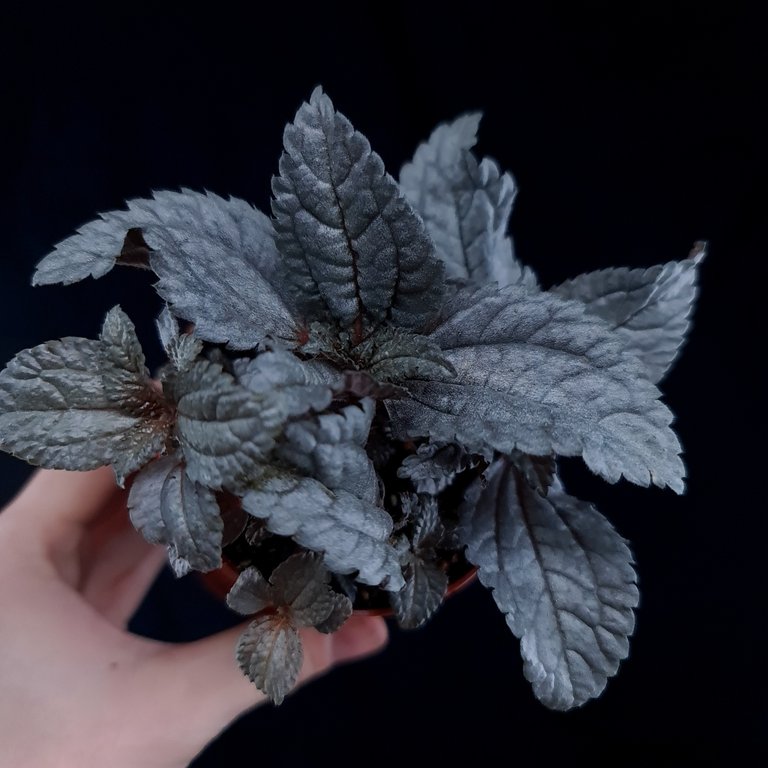Pilea 'Ellen' 8 cm