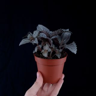 Pilea 'Ellen'