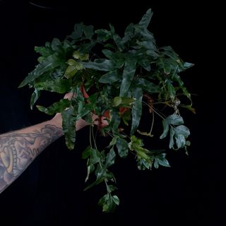 Davallia tyremannii 12 cm