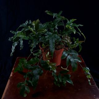 Davallia tyremannii 12 cm