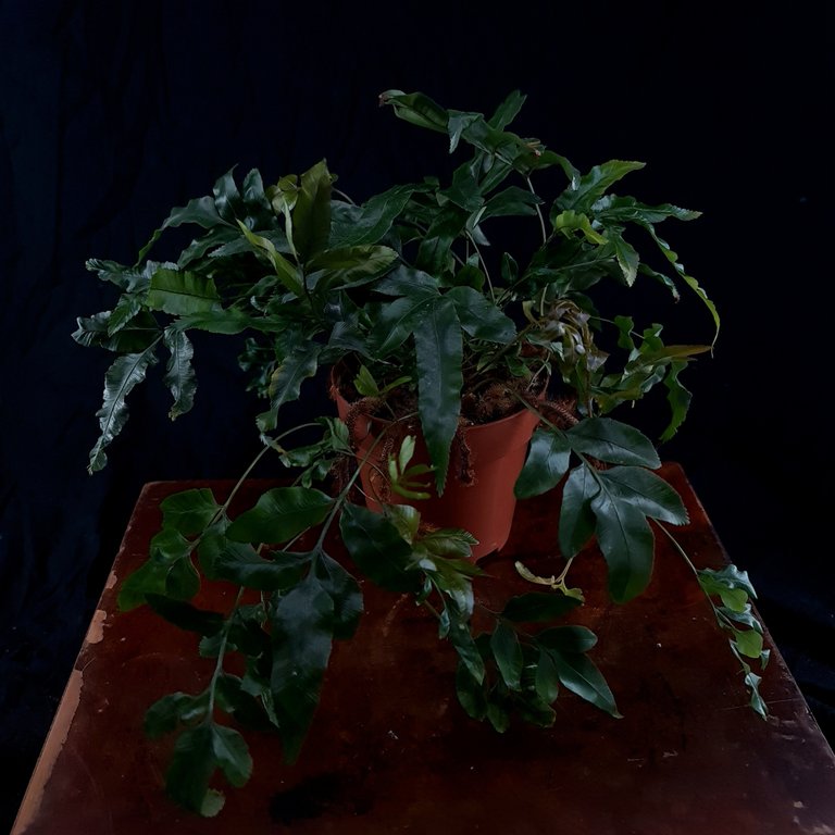 Davallia tyremannii 12 cm