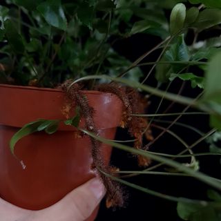 Davallia tyremannii 12 cm