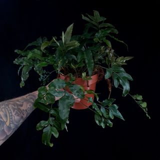 Davallia tyremannii 12 cm