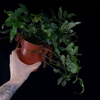 Davallia tyremannii 12 cm