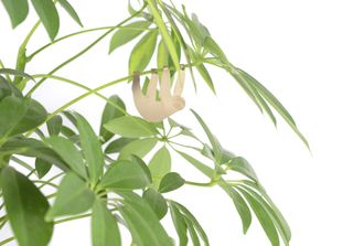 Växtdjur Sengångare