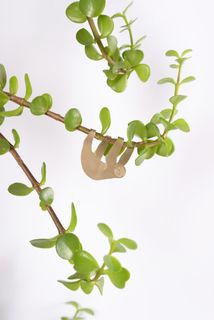 Växtdjur Sengångare