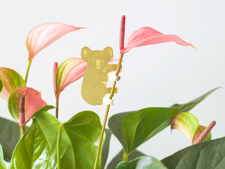 Växtdjur Koala