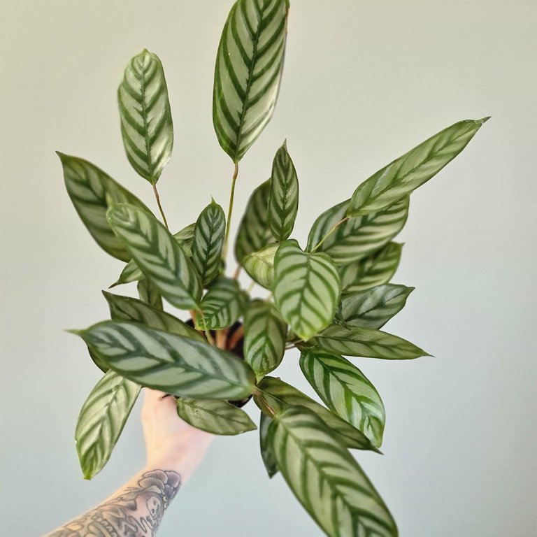 Ctenanthe setosa