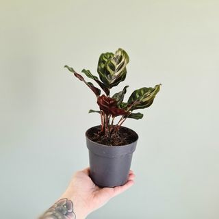 Calathea makoyana 12 cm