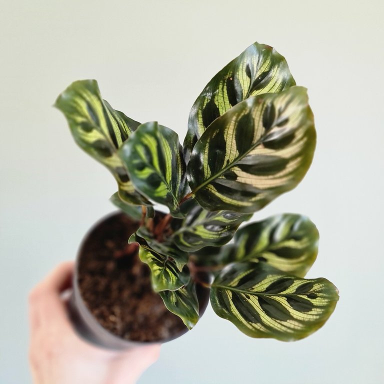 Calathea makoyana 12 cm