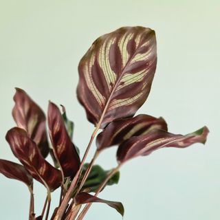 Calathea makoyana 12 cm