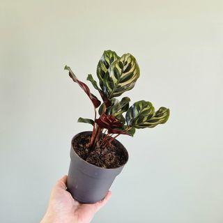 Calathea makoyana 12 cm