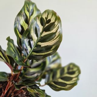 Calathea makoyana 12 cm