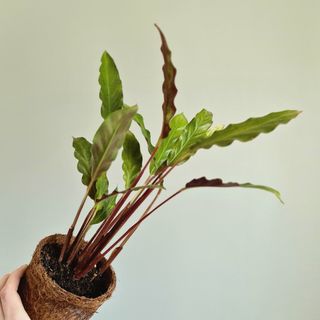 Calathea 'Rufibarba'