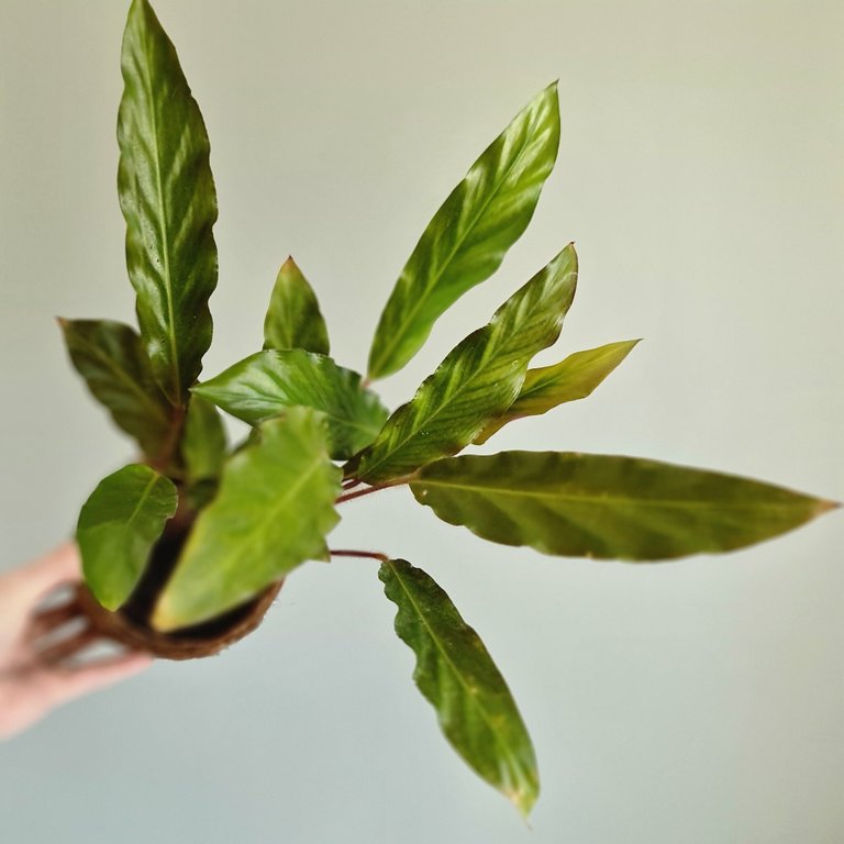 Calathea 'Rufibarba' 12 cm