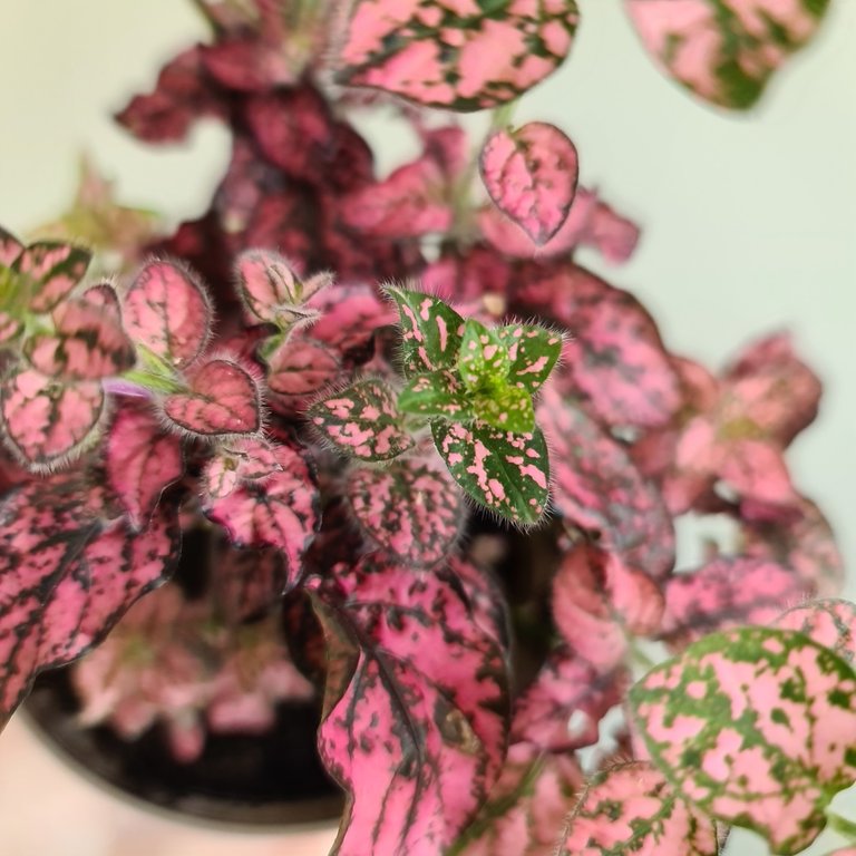 Hypoestes 'Carmina'