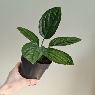 Epipremnum 'Marble Planet' 12 cm